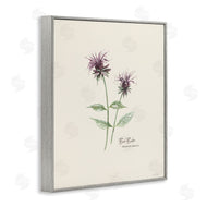 Cindy Jacobs | Bee Balm Herb