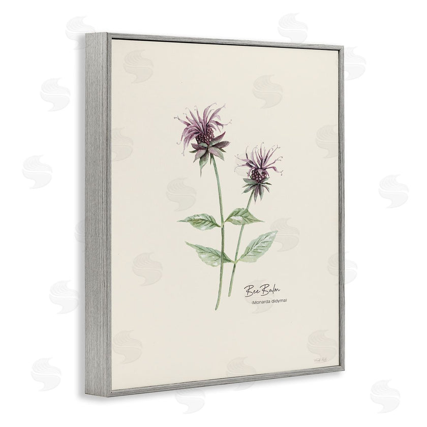 Cindy Jacobs | Bee Balm Herb