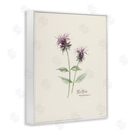 Cindy Jacobs | Bee Balm Herb