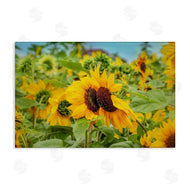 Carrie Ann Grippo-Pike | Sunflower Field Photography