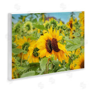 Carrie Ann Grippo-Pike | Sunflower Field Photography