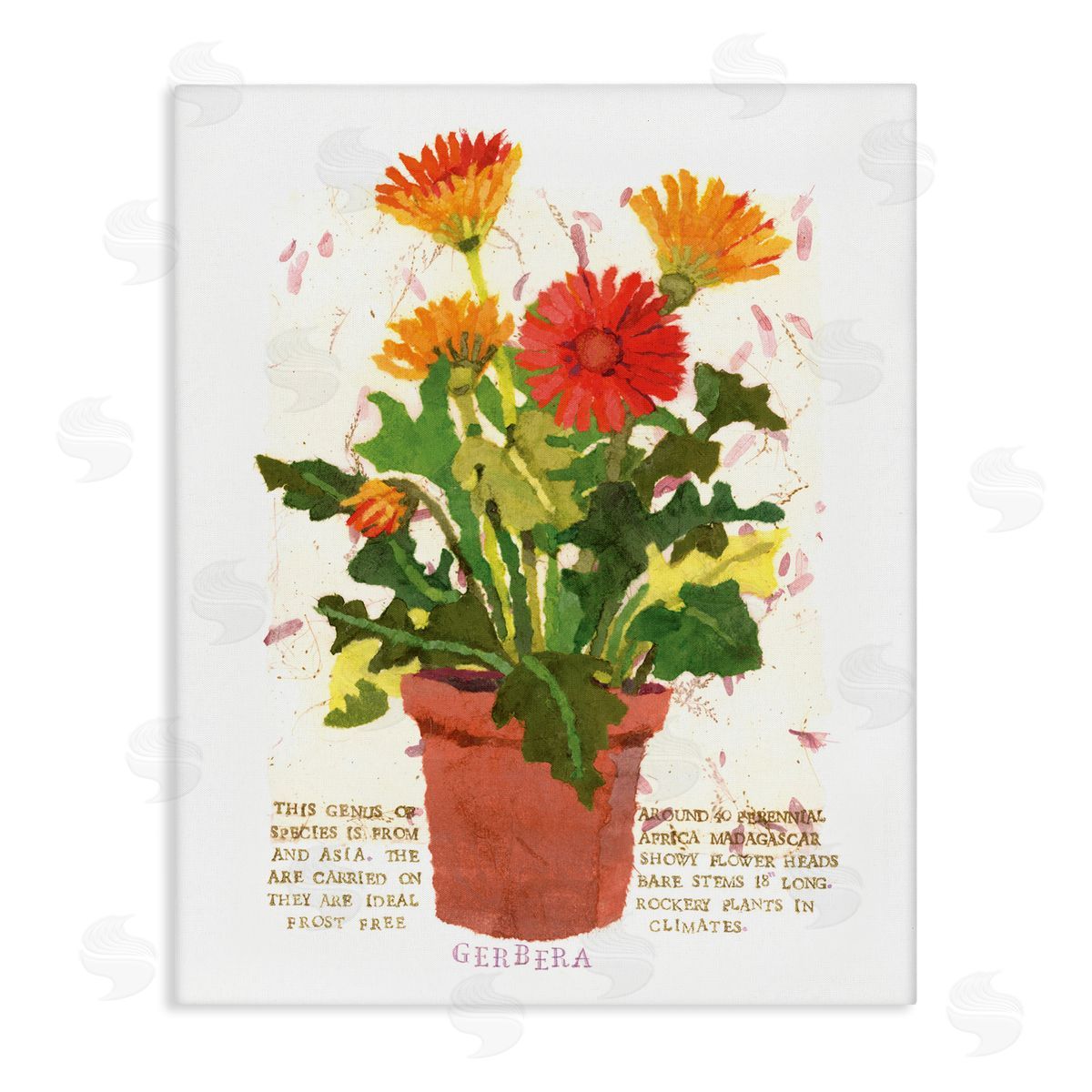 Potted Gerbera Daisies Canvas Wall Art, Home Decor by Nancy Overton