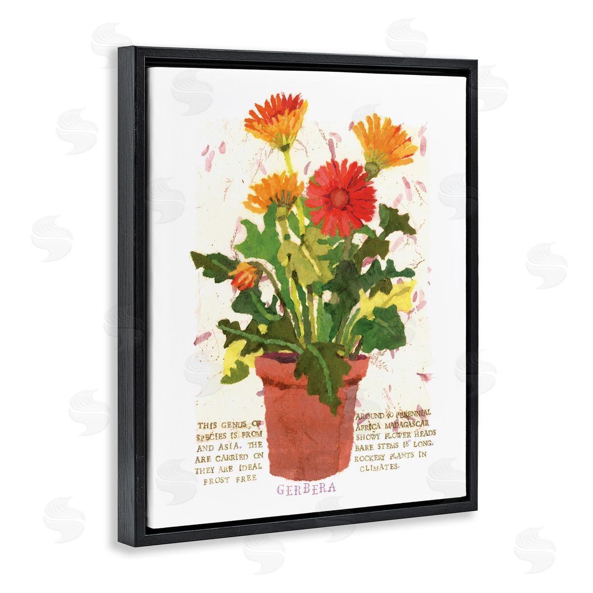 Potted Gerbera Daisies Black Floating Frame Canvas Wall Art, Home Decor by Nancy Overton