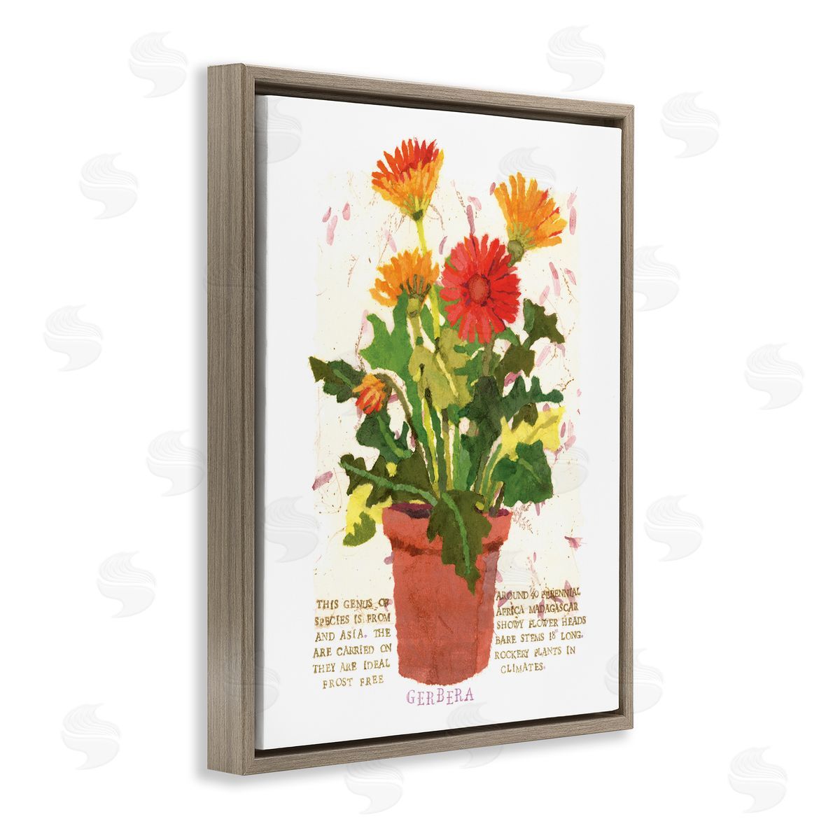 Potted Gerbera Daisies Brown Floating Frame Canvas Wall Art, Home Decor by Nancy Overton