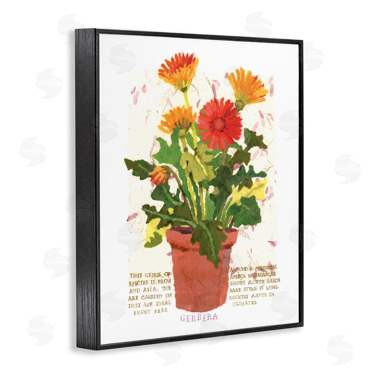 Potted Gerbera Daisies Black Frame Print Wall Art, Home Decor by Nancy Overton