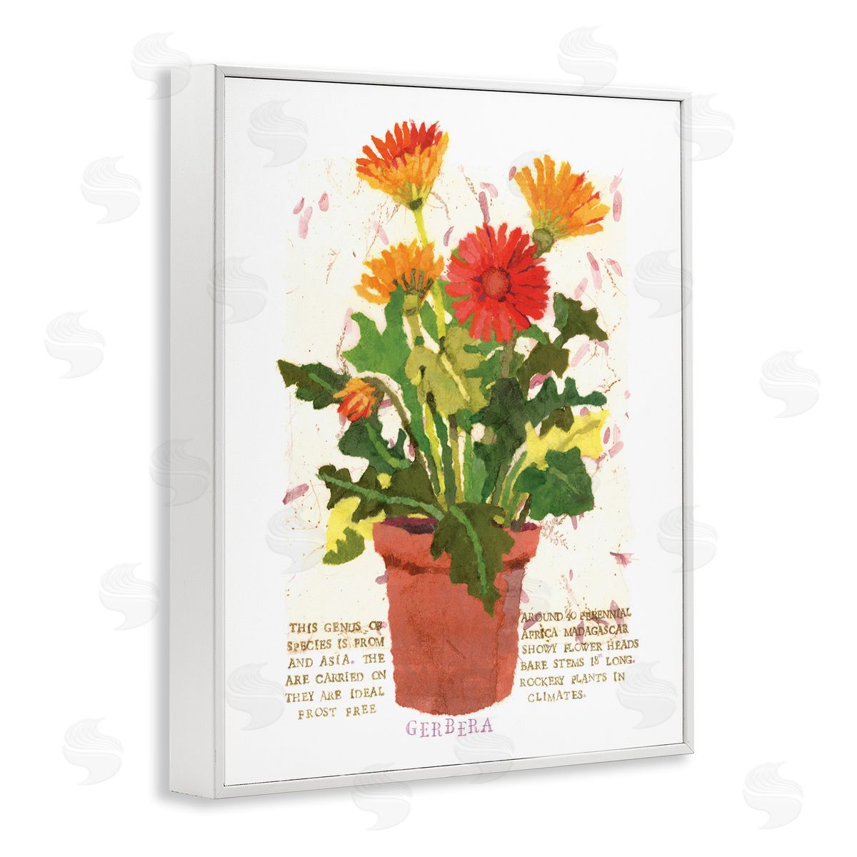Potted Gerbera Daisies White Frame Print Wall Art, Home Decor by Nancy Overton