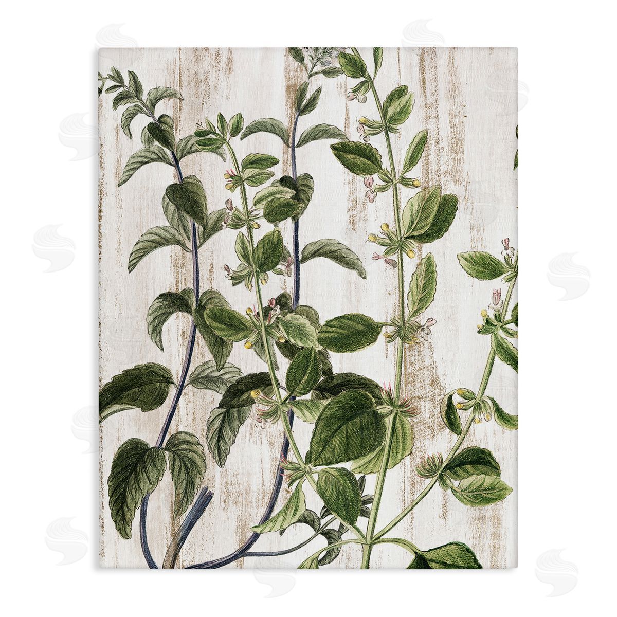Rustic Botanical Vines Canvas Wall Art, Home Decor by Kim Allen