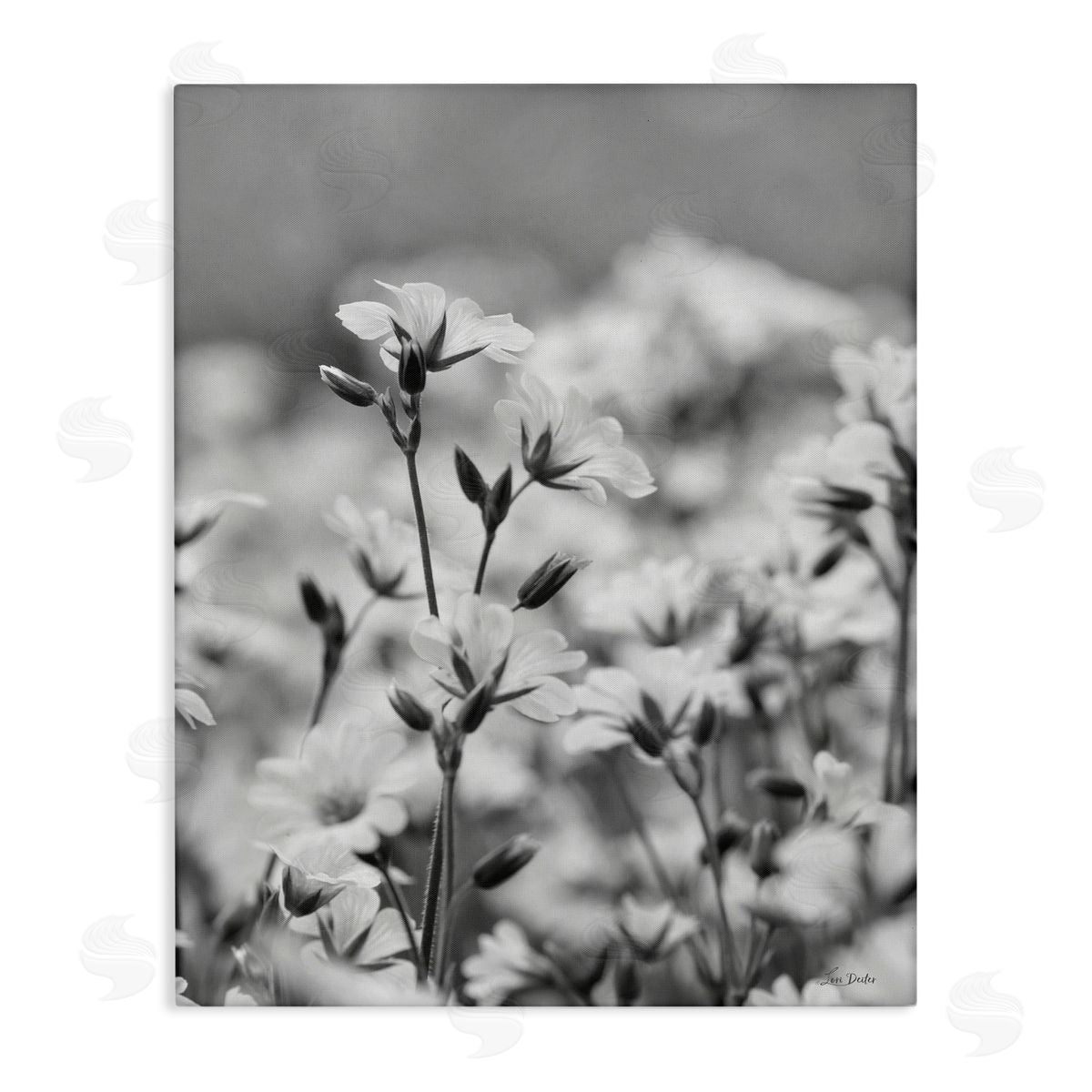 Budding Meadow Flora Canvas Wall Art, Home Decor by Lori Deiter