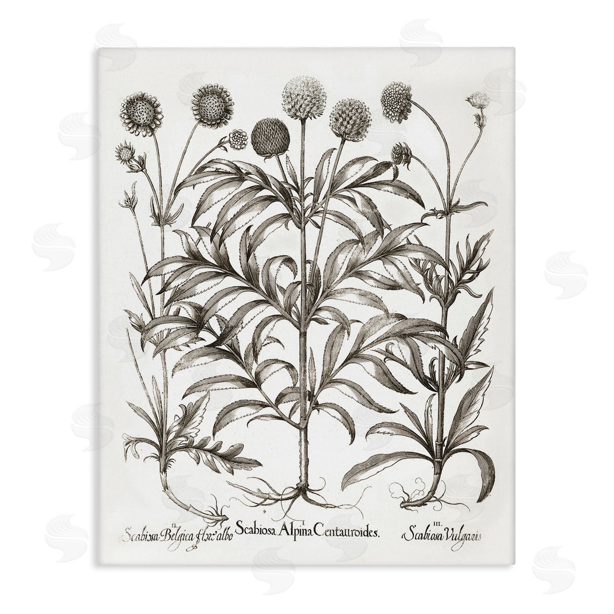 Scientific Vintage Flowers Canvas Wall Art, Home Decor by Lettered and Lined