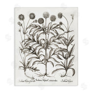Lettered and Lined | Scientific Vintage Flowers