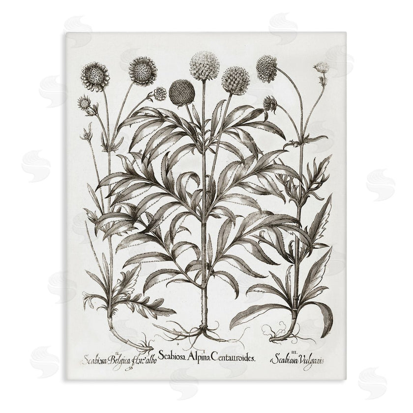 Lettered and Lined | Scientific Vintage Flowers