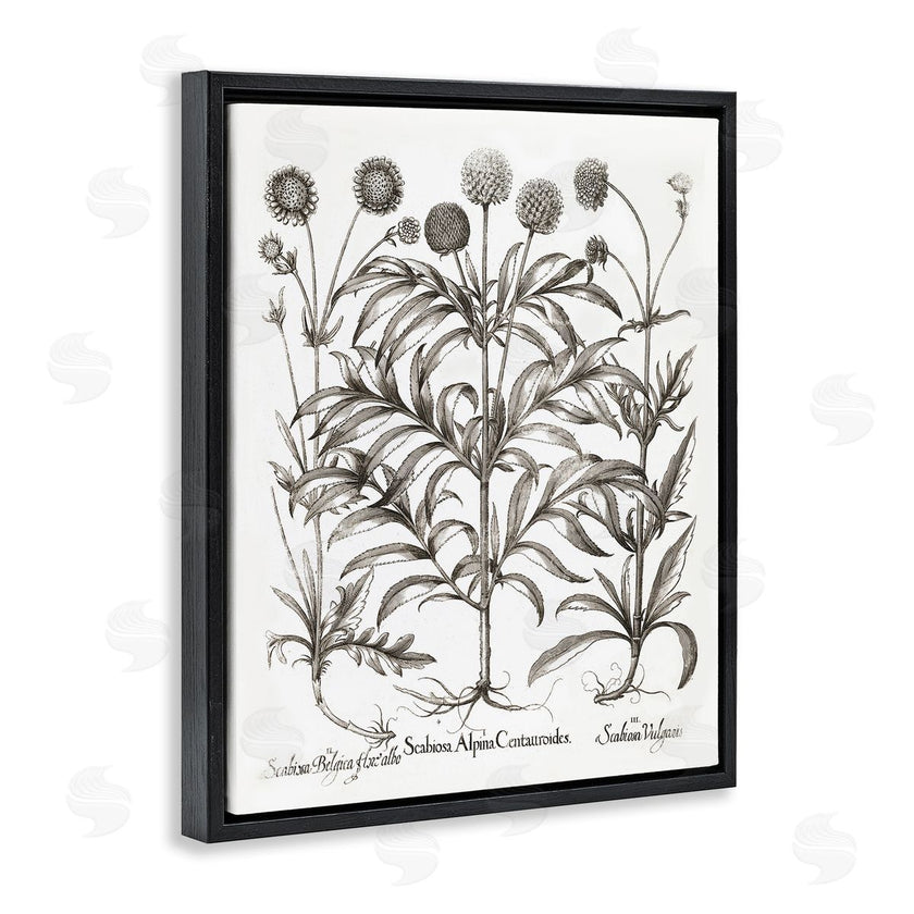 Lettered and Lined | Scientific Vintage Flowers