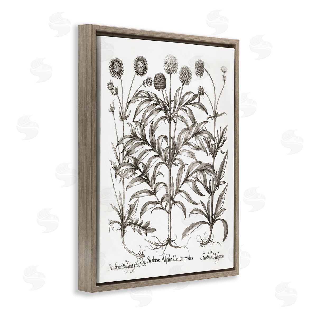 Scientific Vintage Flowers Brown Floating Frame Canvas Wall Art, Home Decor by Lettered and Lined