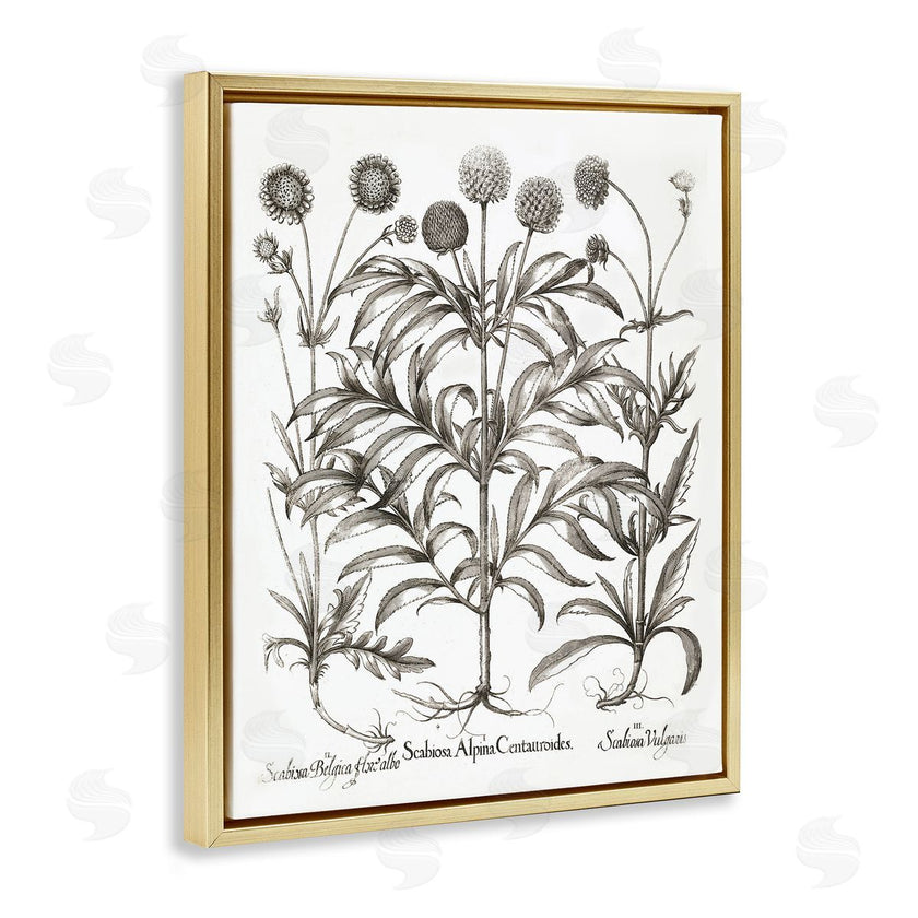 Lettered and Lined | Scientific Vintage Flowers