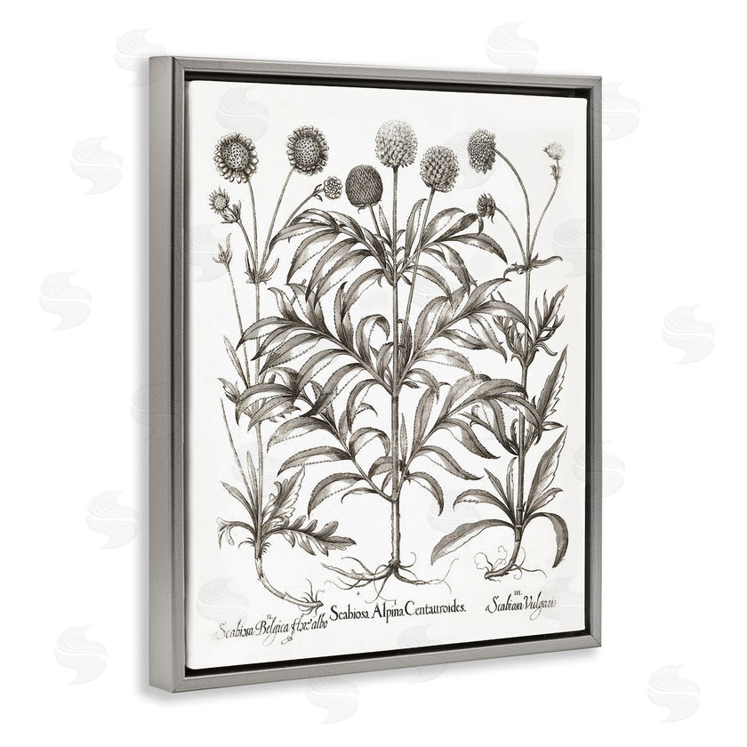 Lettered and Lined | Scientific Vintage Flowers
