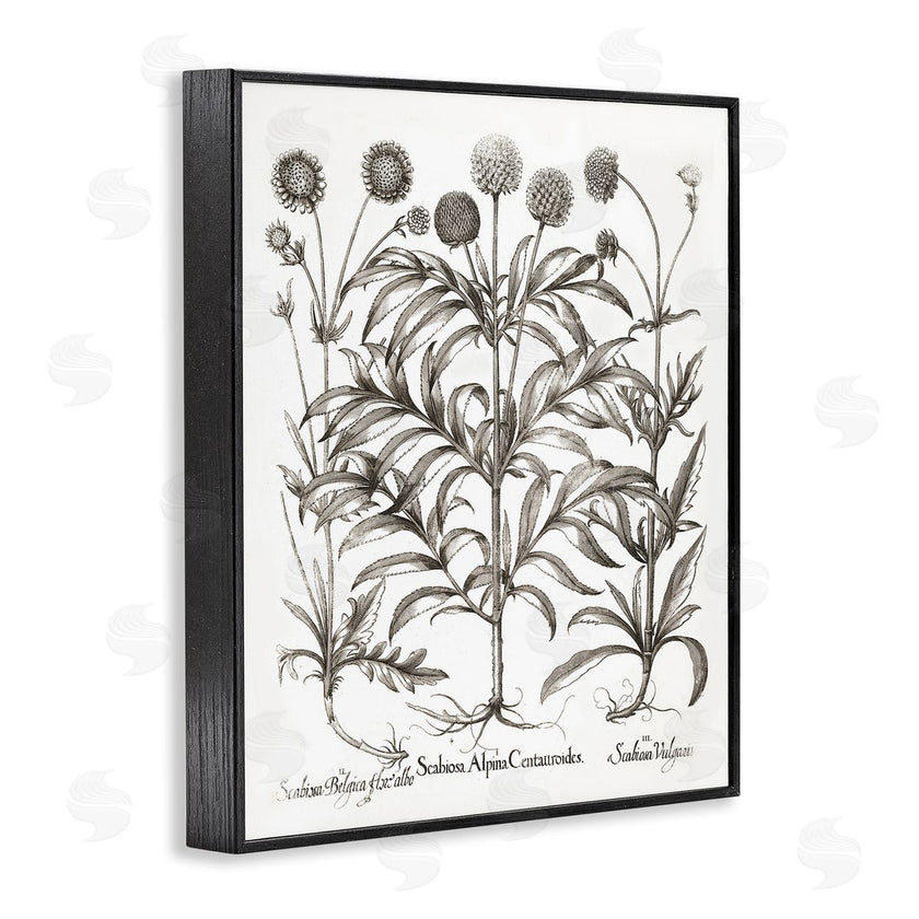 Lettered and Lined | Scientific Vintage Flowers