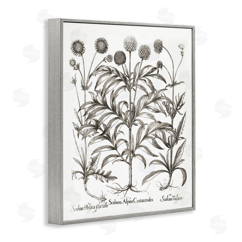 Lettered and Lined | Scientific Vintage Flowers