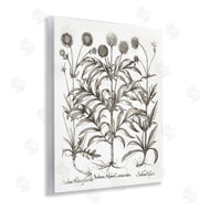 Lettered and Lined | Scientific Vintage Flowers