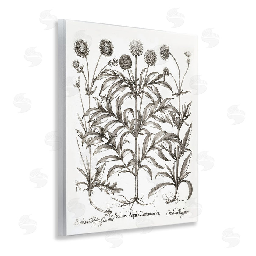 Lettered and Lined | Scientific Vintage Flowers