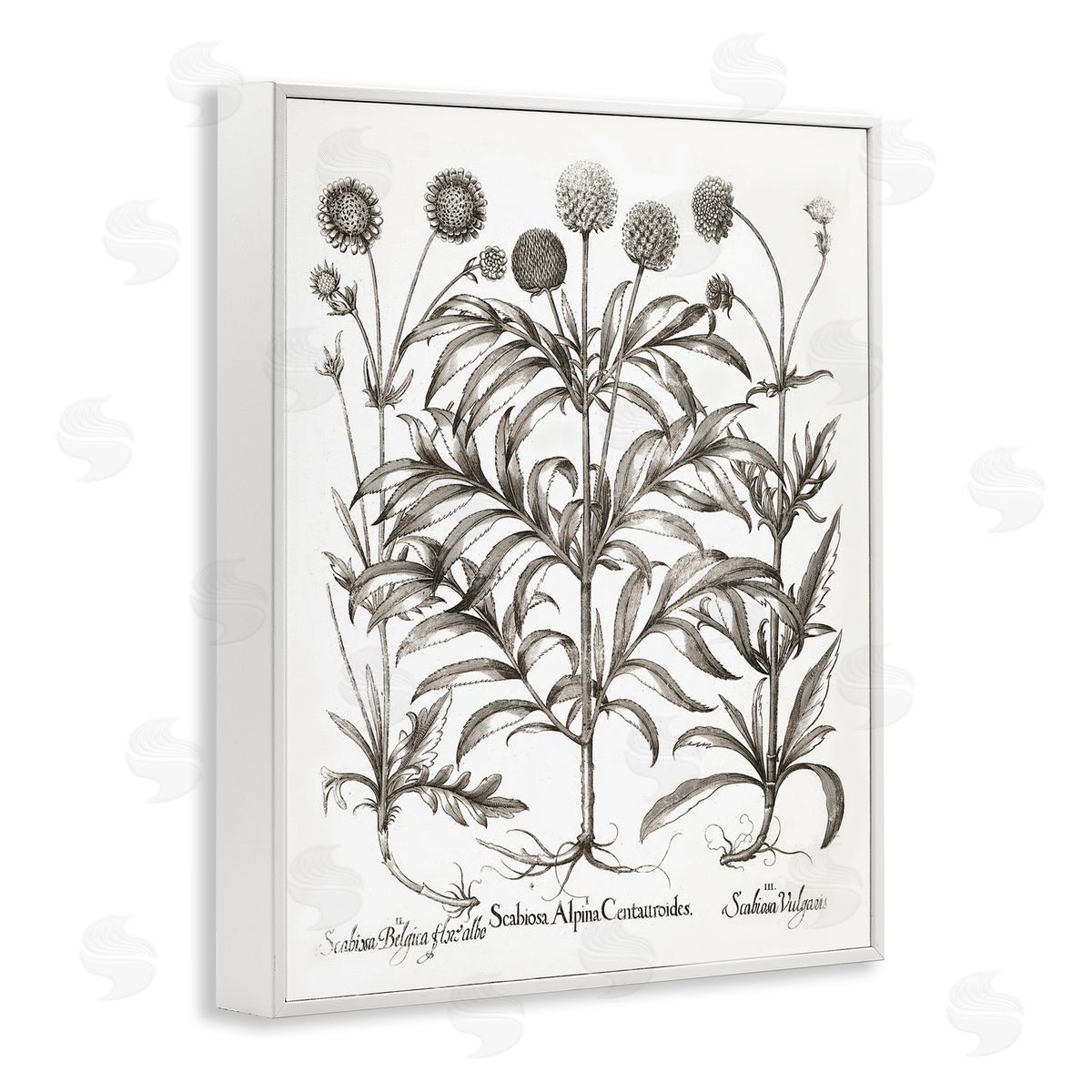 Scientific Vintage Flowers White Frame Print Wall Art, Home Decor by Lettered and Lined