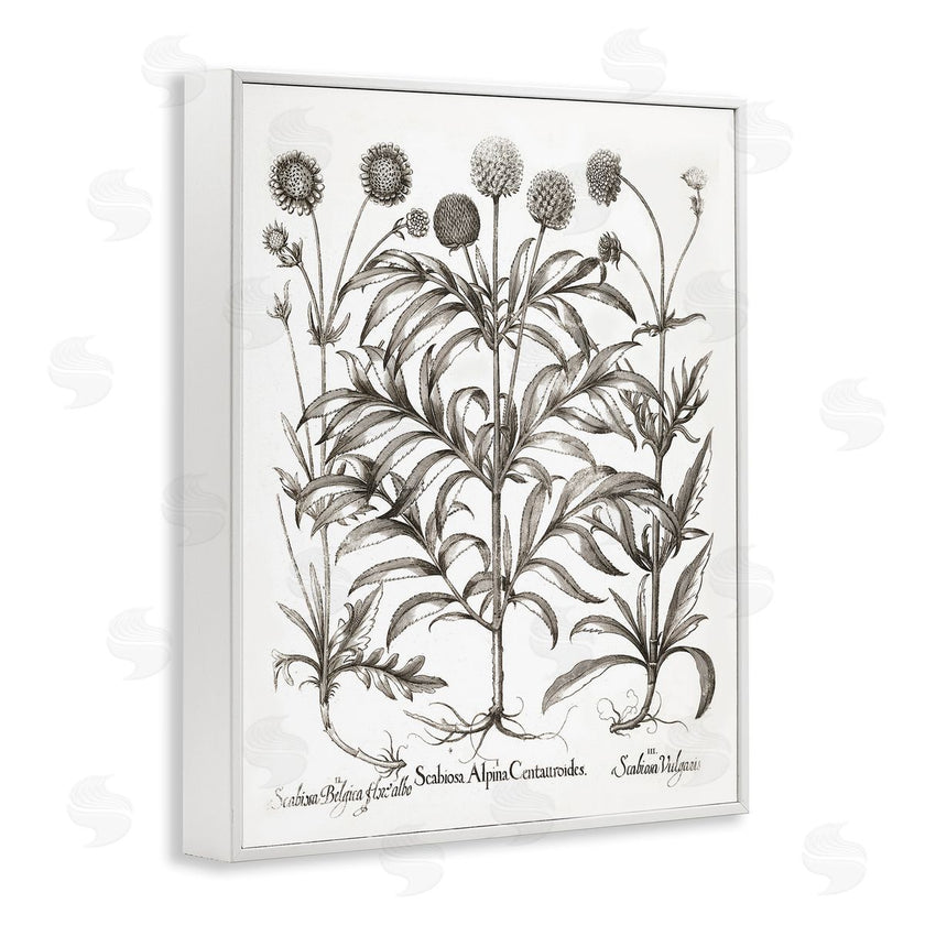 Lettered and Lined | Scientific Vintage Flowers