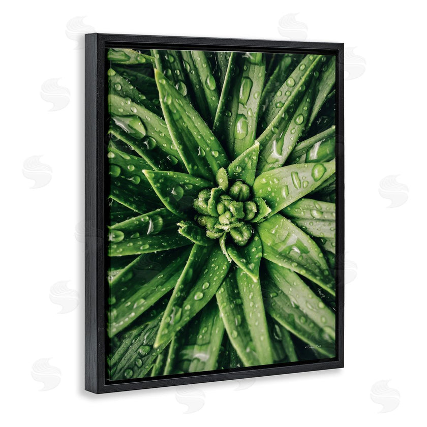 Susan Ball | Succulent in Rain