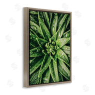 Susan Ball | Succulent in Rain