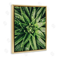 Susan Ball | Succulent in Rain