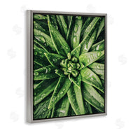 Susan Ball | Succulent in Rain