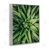 Susan Ball | Succulent in Rain