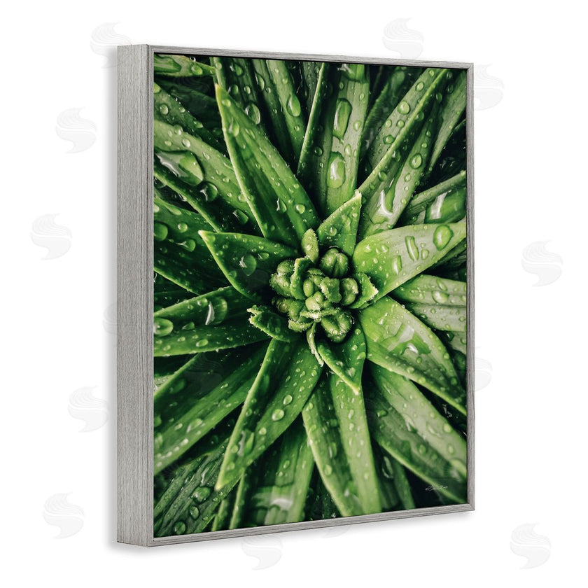 Susan Ball | Succulent in Rain
