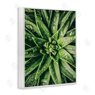 Susan Ball | Succulent in Rain