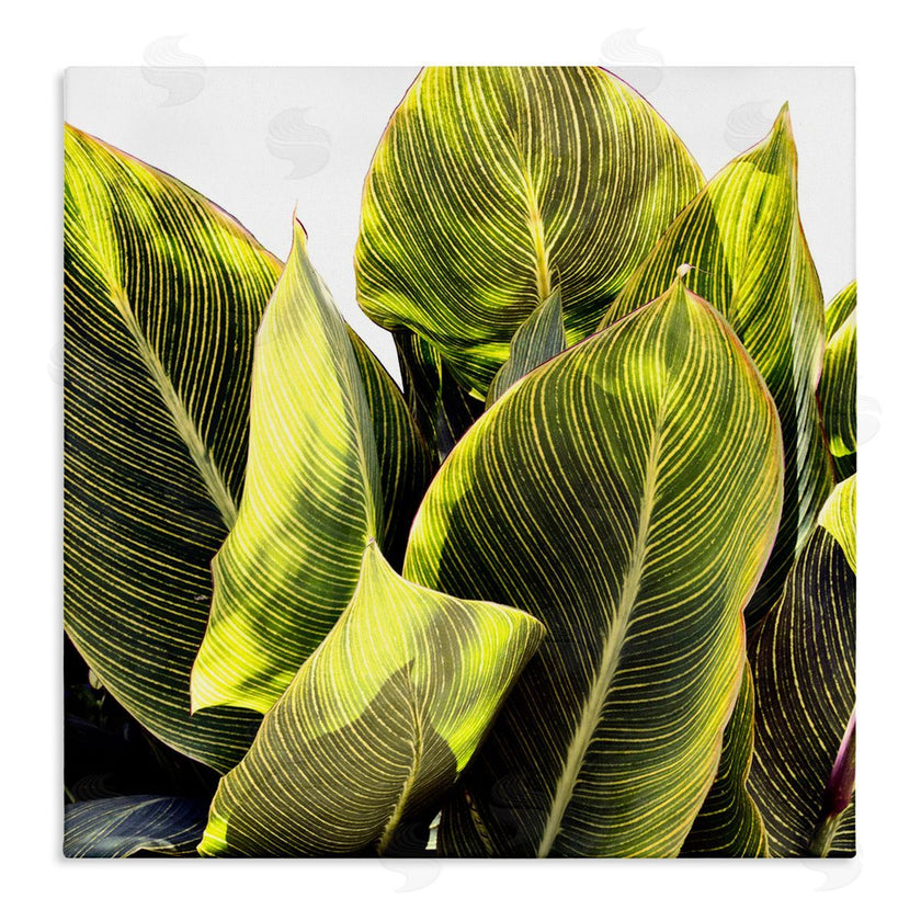 Emily Navas | Bright Tropical Leaves