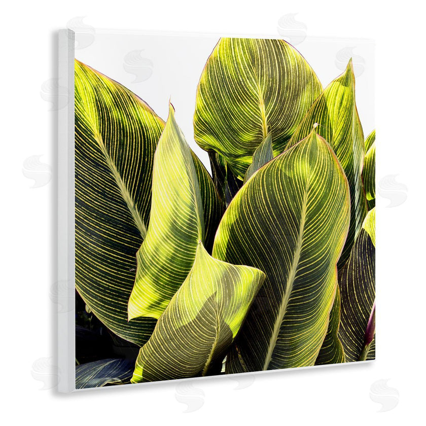 Emily Navas | Bright Tropical Leaves