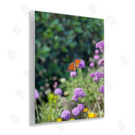 Kali Wilson | Butterfly in Meadow