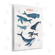 Nina Blue | Whales of the World