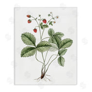 Lettered and Lined | Budding Strawberries Study