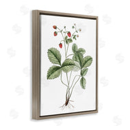 Lettered and Lined | Budding Strawberries Study