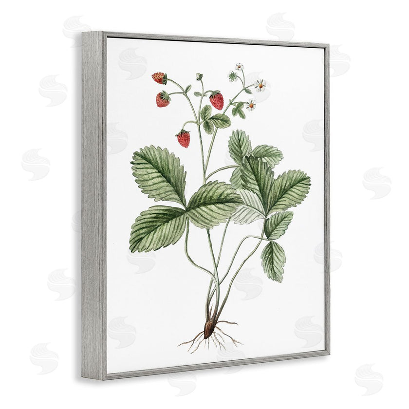 Lettered and Lined | Budding Strawberries Study