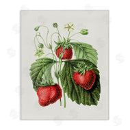 Lettered and Lined | Vintage Strawberries Study