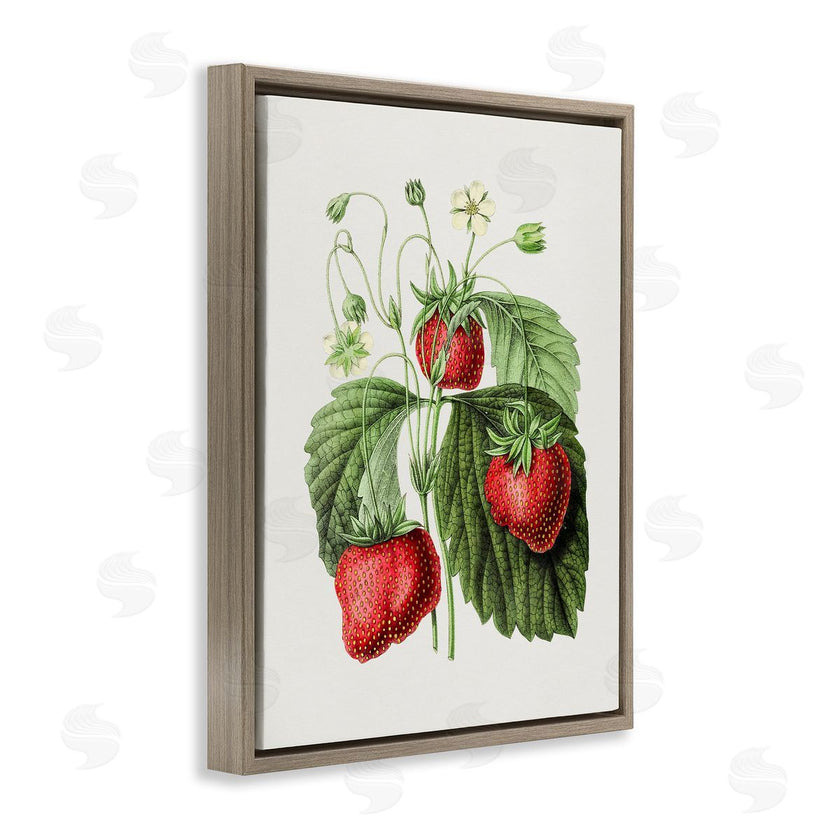 Lettered and Lined | Vintage Strawberries Study