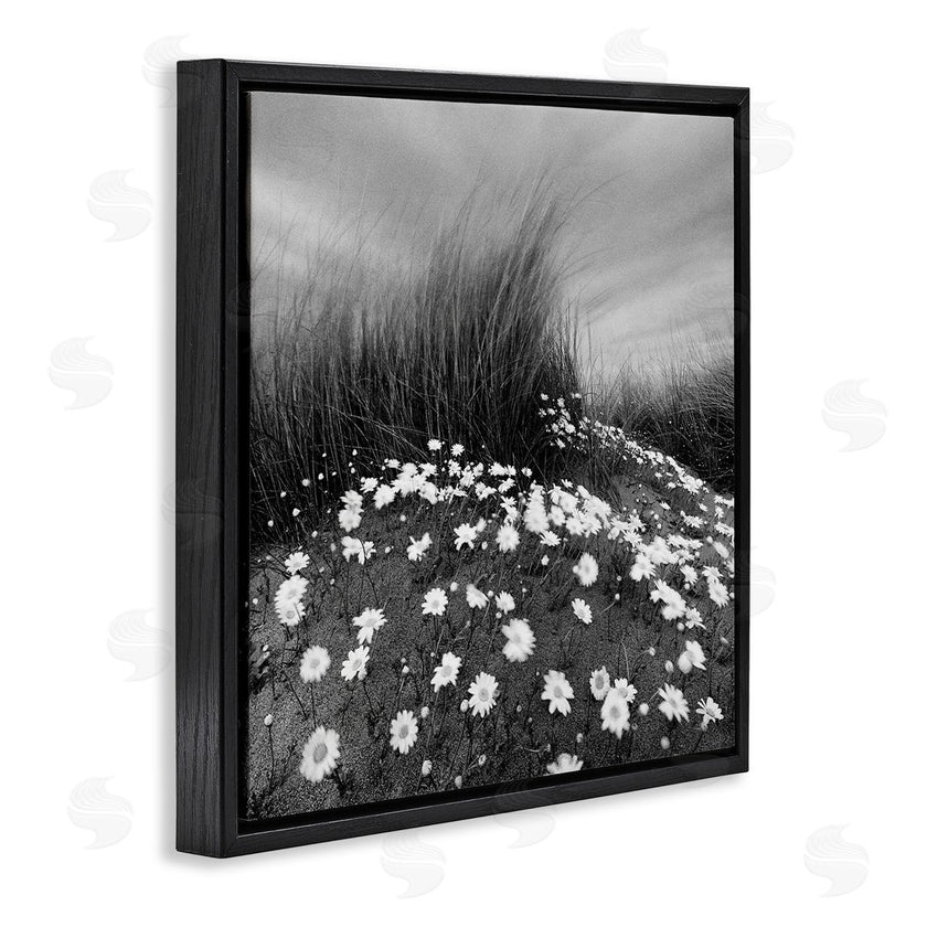 Chip Forelli | Sand Daisies on Hill