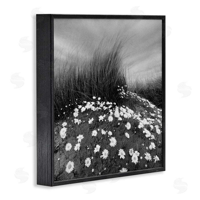 Chip Forelli | Sand Daisies on Hill