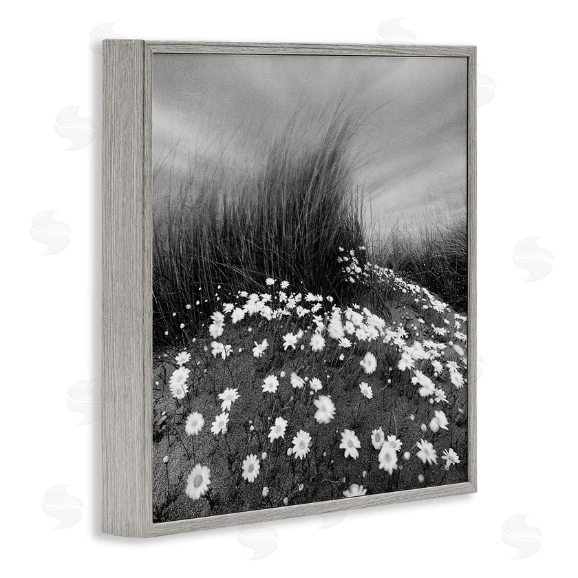 Chip Forelli | Sand Daisies on Hill