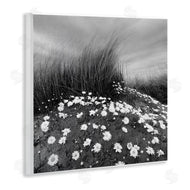 Chip Forelli | Sand Daisies on Hill