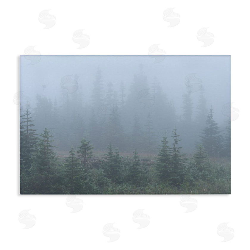 Hunter Page Photography | Foggy Forest Trees