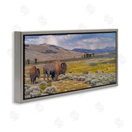 David Graham | Roaming Southwestern Bison