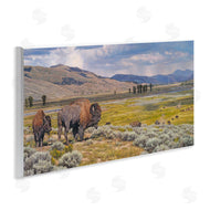 David Graham | Roaming Southwestern Bison