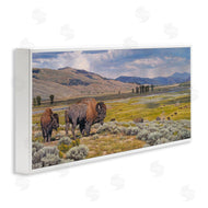David Graham | Roaming Southwestern Bison