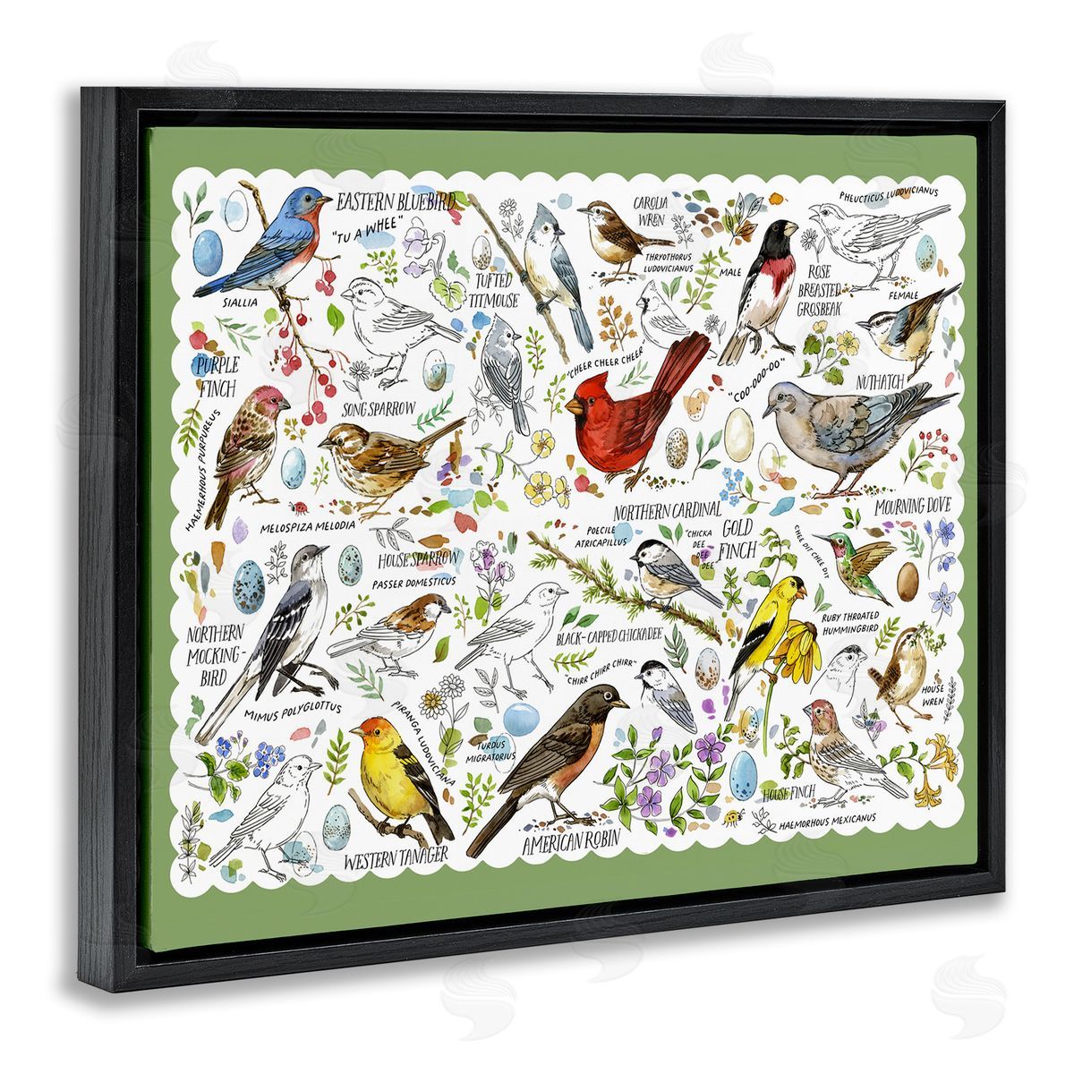 Various Bird Species Black Floating Frame Canvas Wall Art, Home Decor by Jane Maday